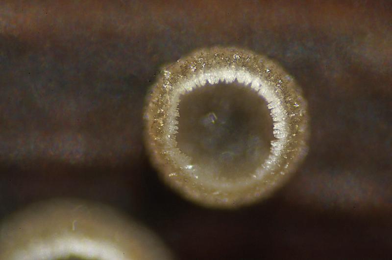 macrostoma