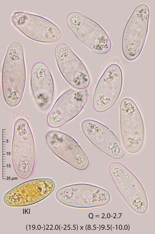 macrostoma