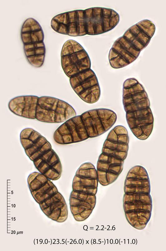 macrostoma