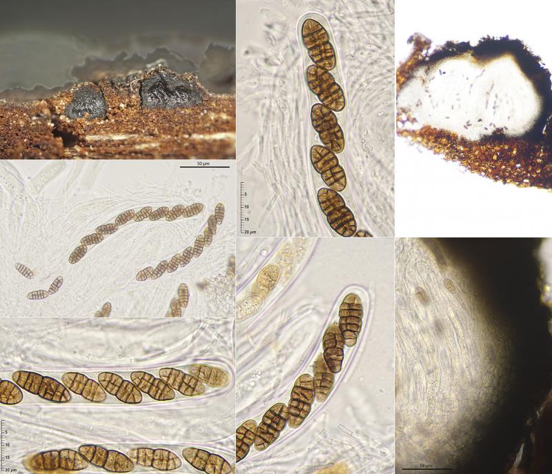 macrostoma