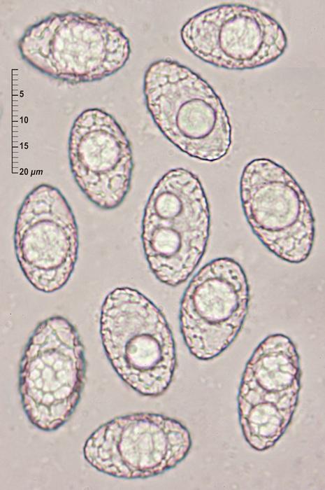 macrostoma