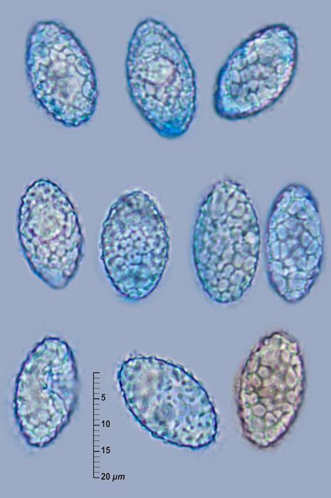 macrostoma
