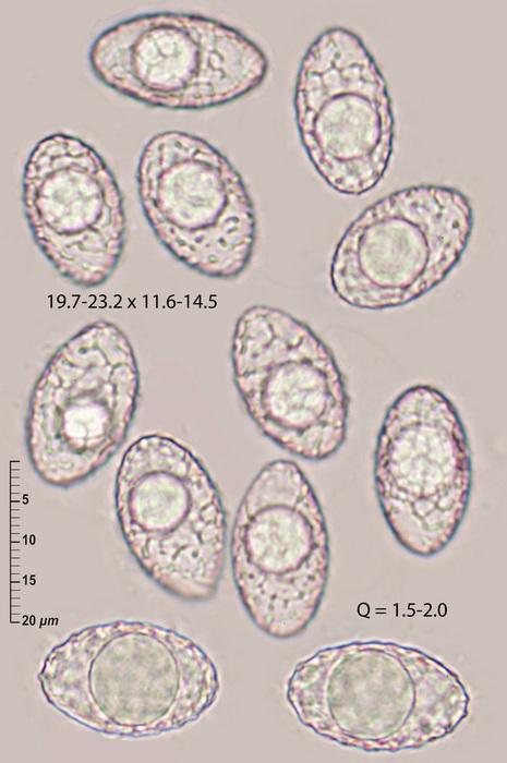 macrostoma