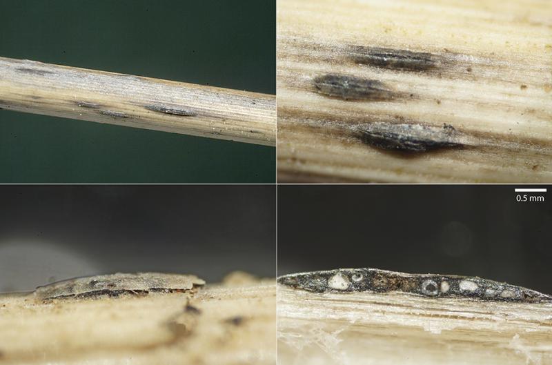 macrostoma