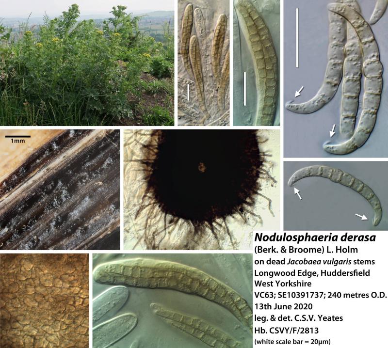 macrostoma