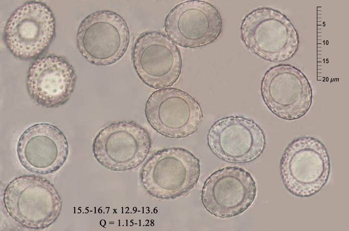 macrostoma