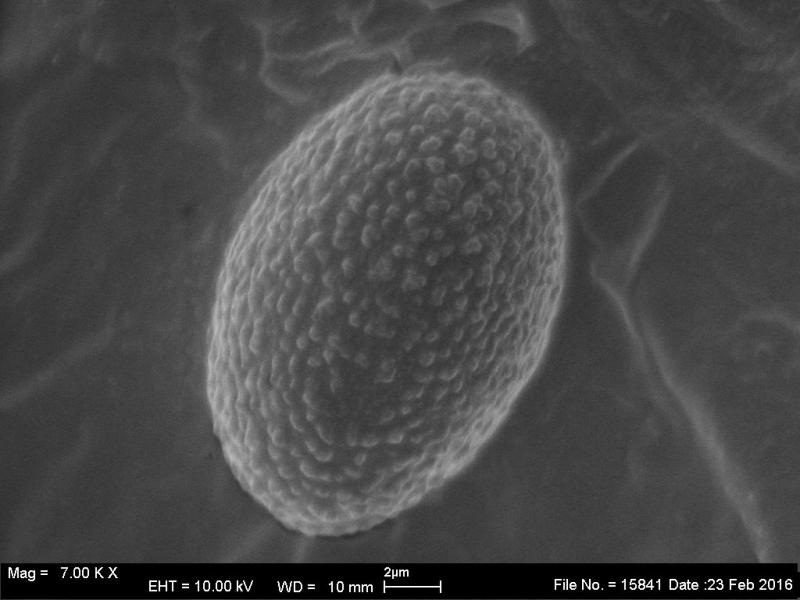 macrostoma