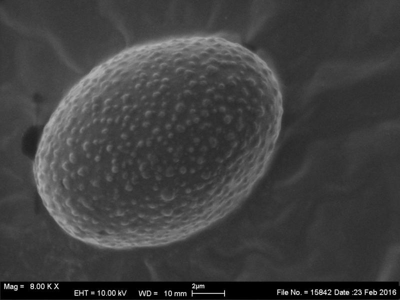 macrostoma