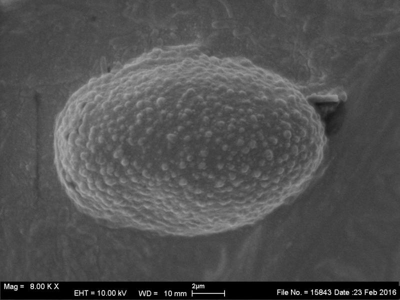 macrostoma