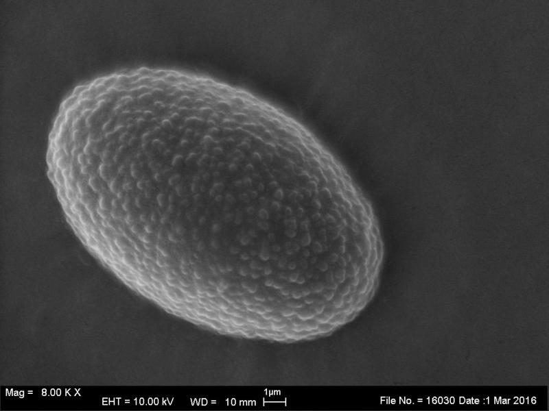 macrostoma