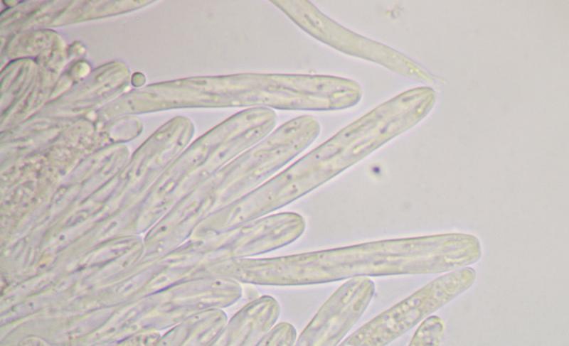 macrostoma