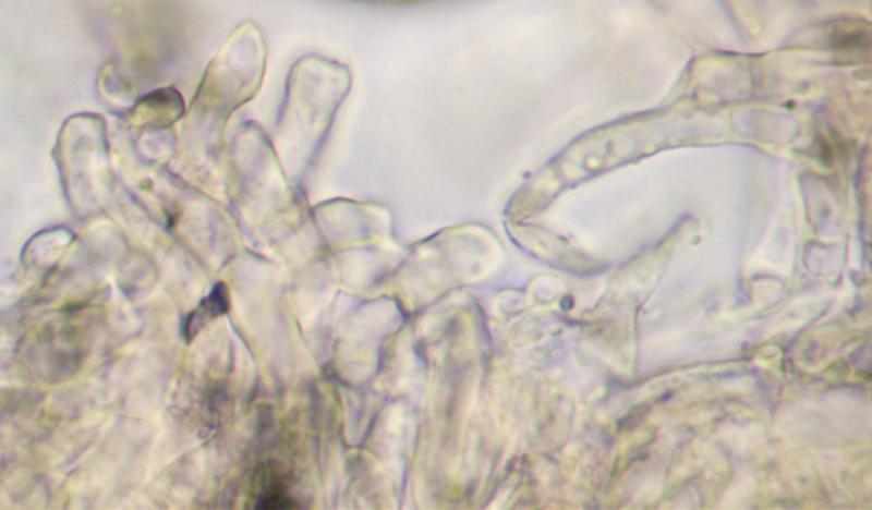 macrostoma