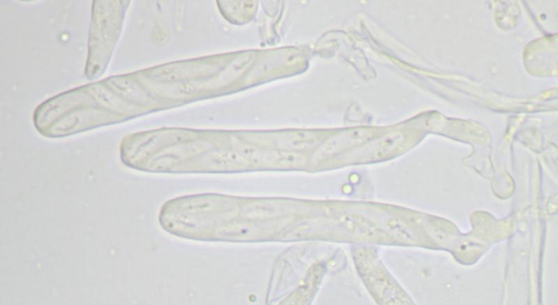 macrostoma