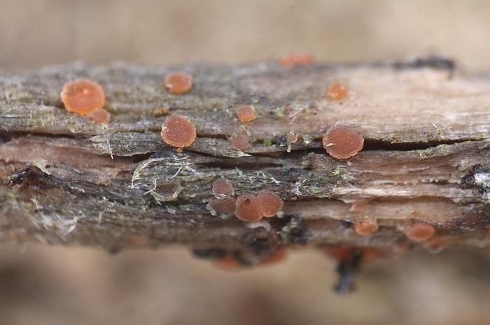 macrostoma