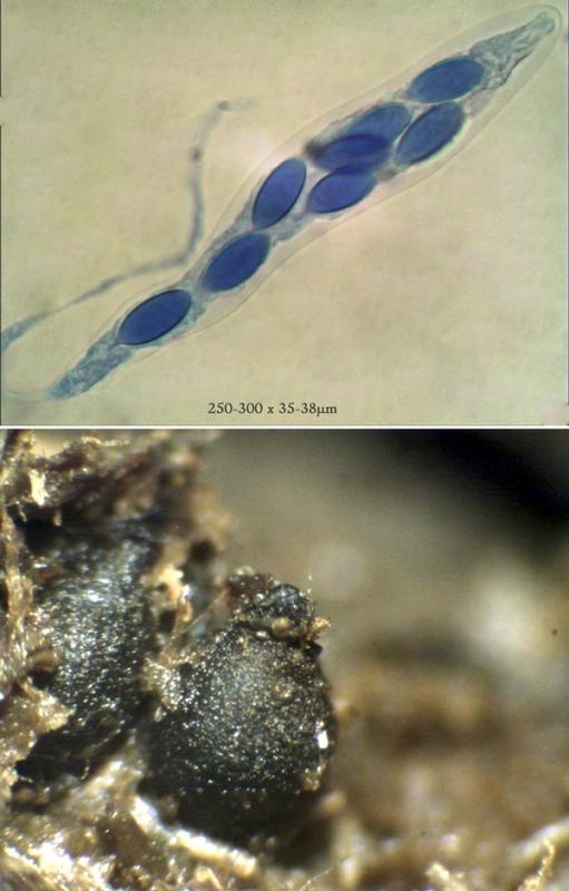 macrostoma