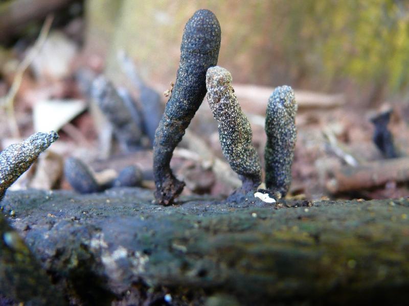 macrostoma