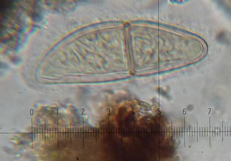 macrostoma