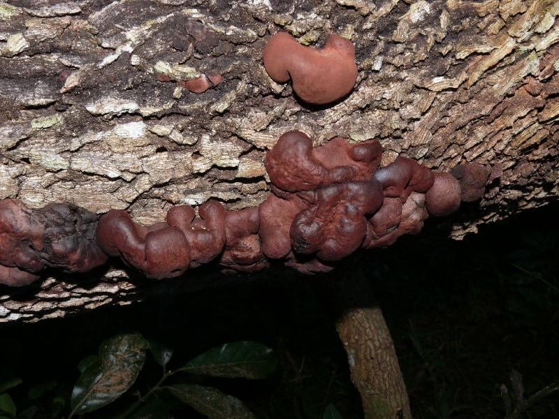macrostoma