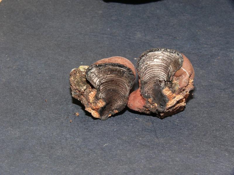 macrostoma