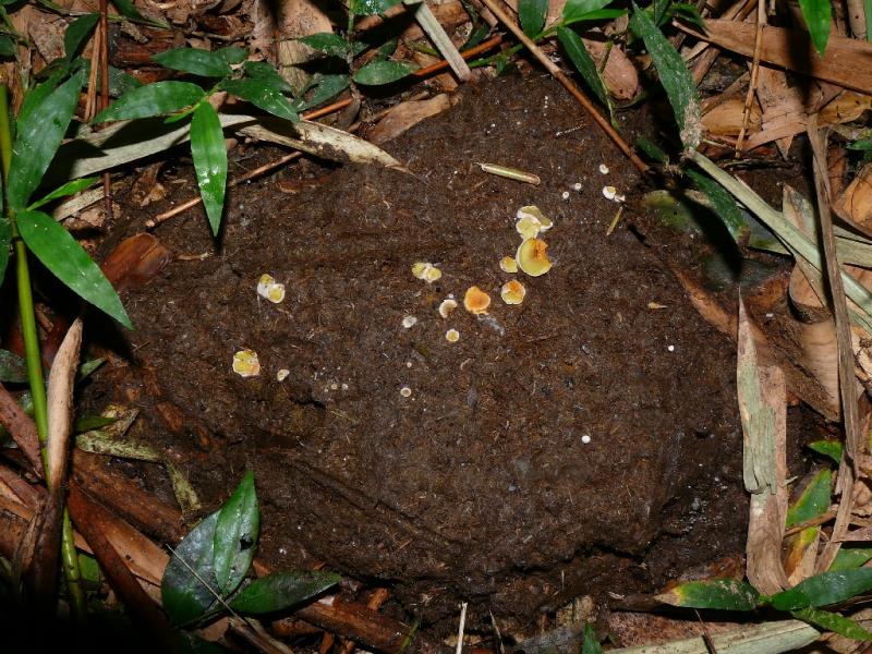 macrostoma