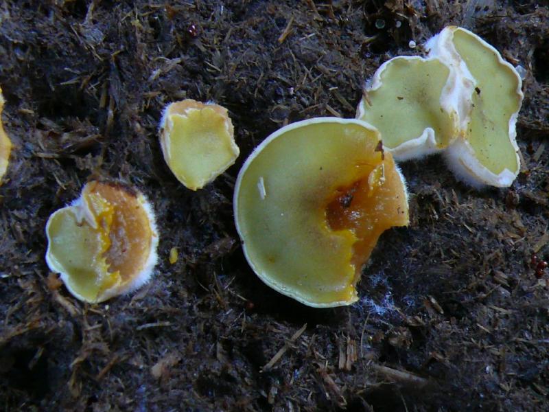 macrostoma