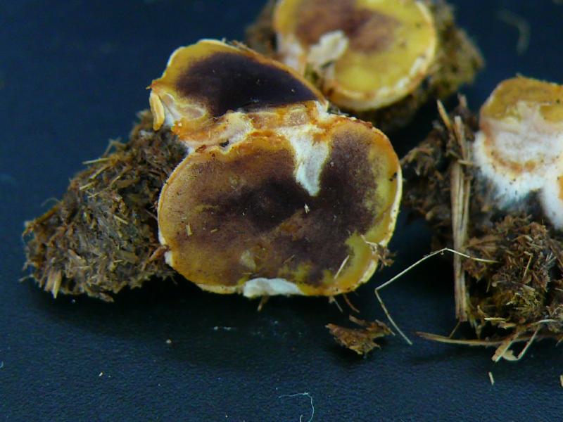 macrostoma