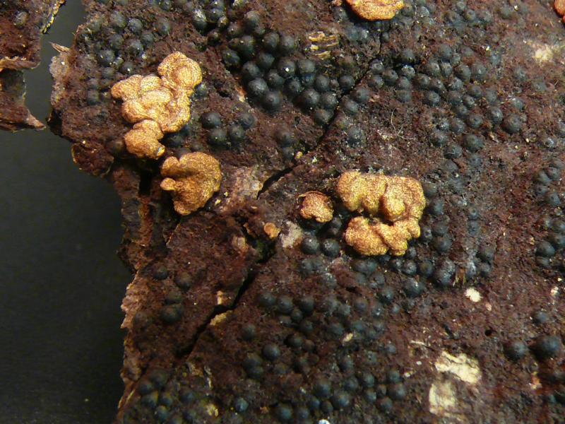 macrostoma