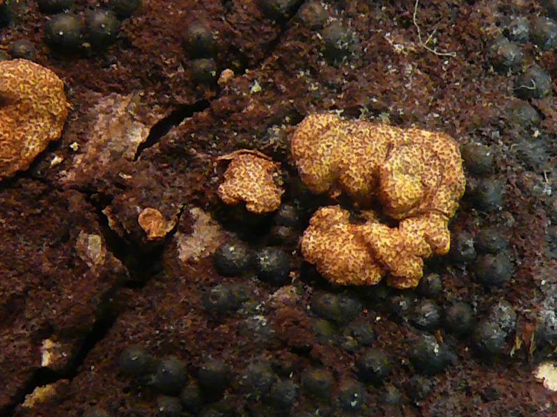 macrostoma
