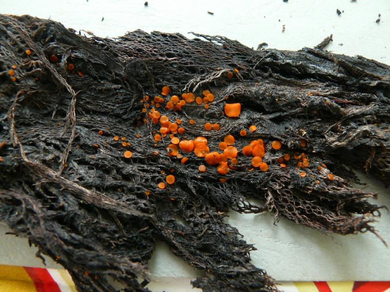macrostoma