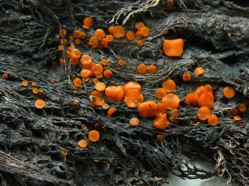 macrostoma