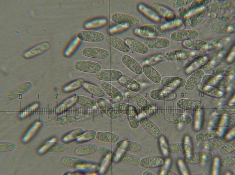 macrostoma