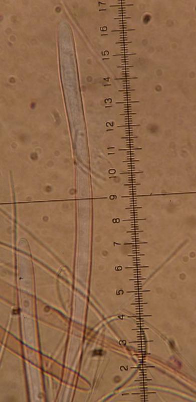 macrostoma