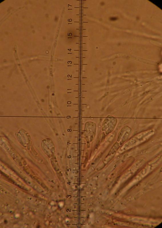 macrostoma