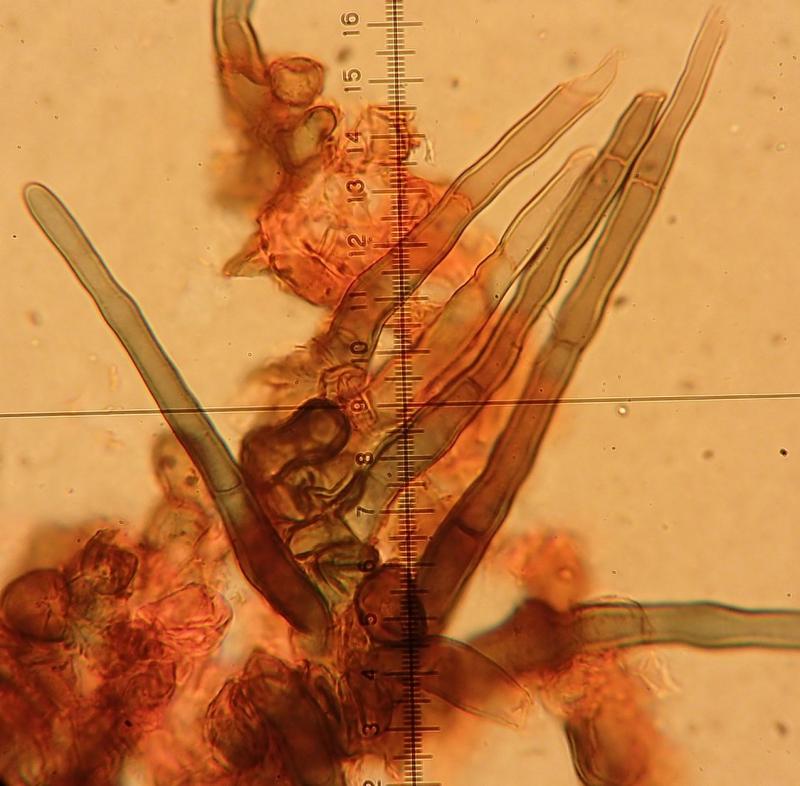 macrostoma
