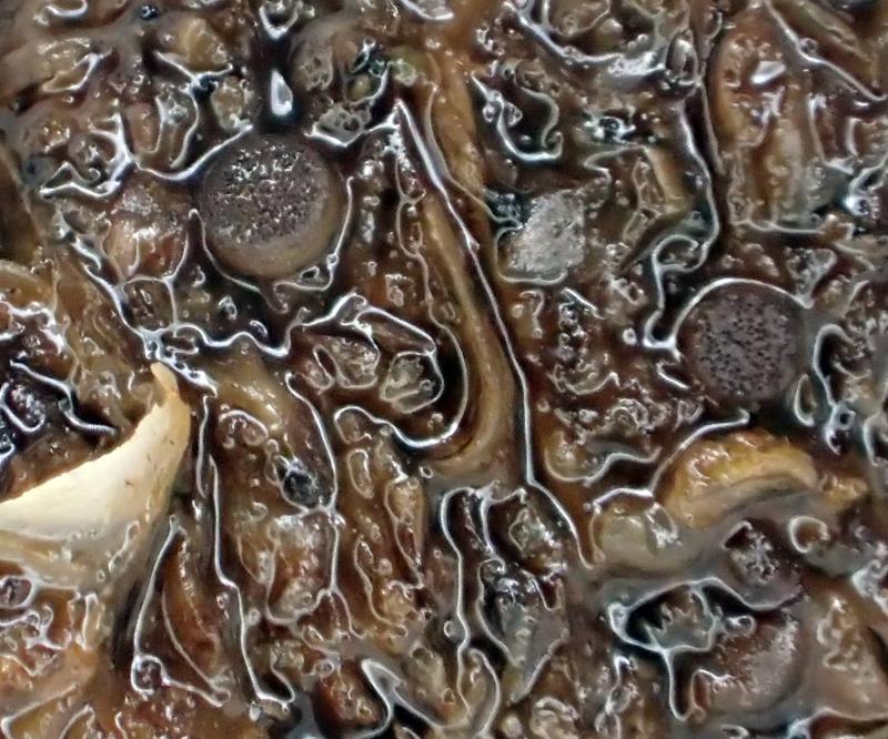 macrostoma