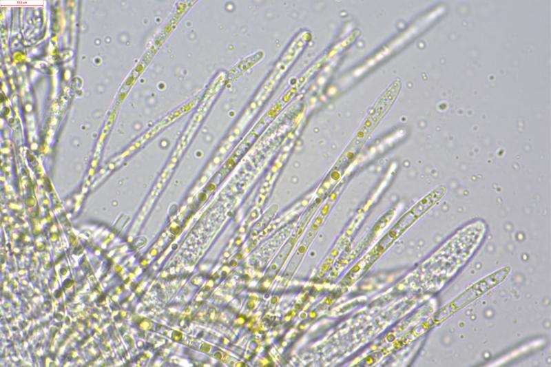 macrostoma
