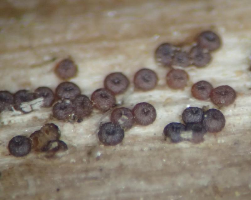 macrostoma