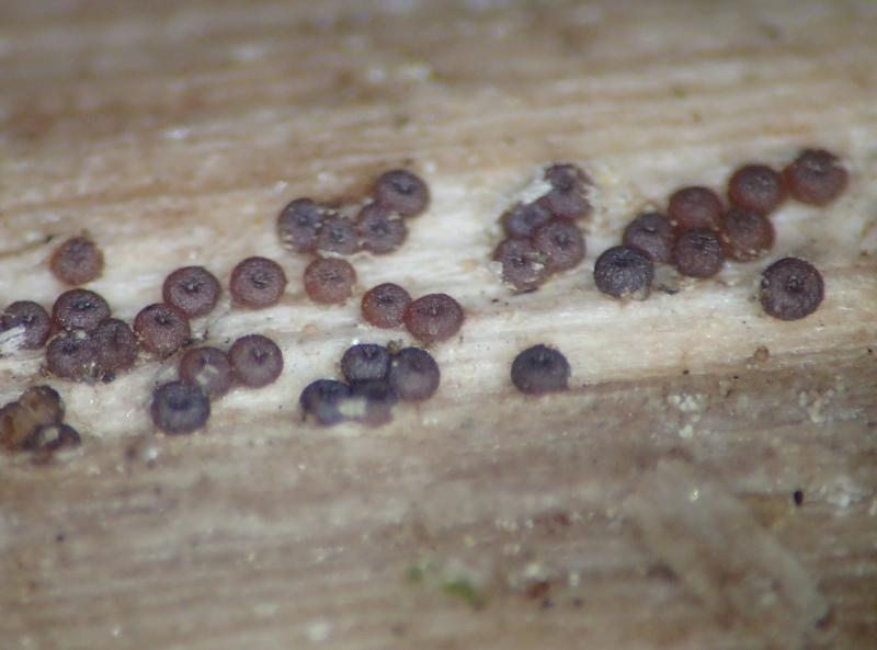 macrostoma