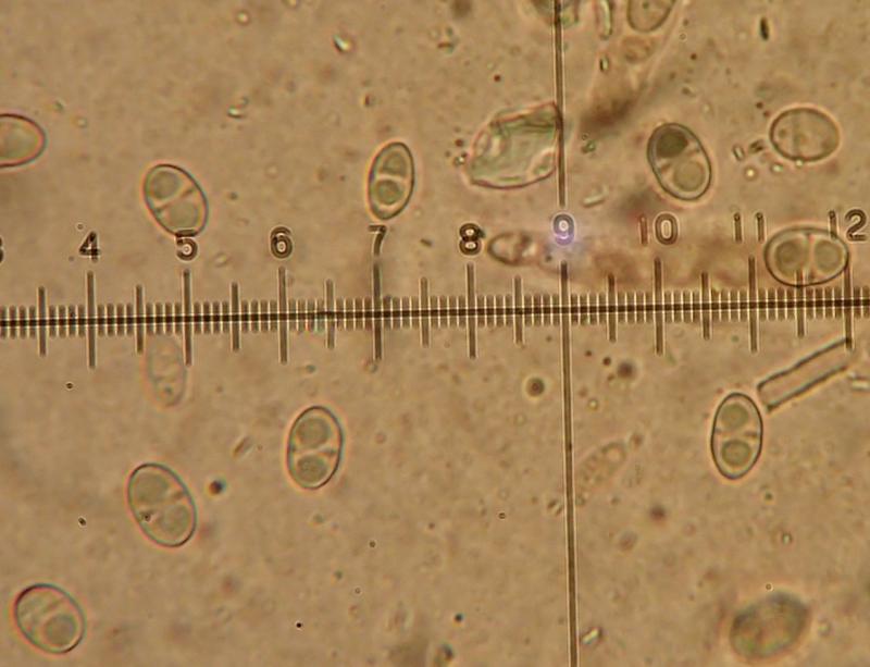 macrostoma
