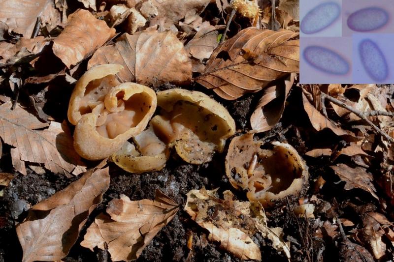 macrostoma