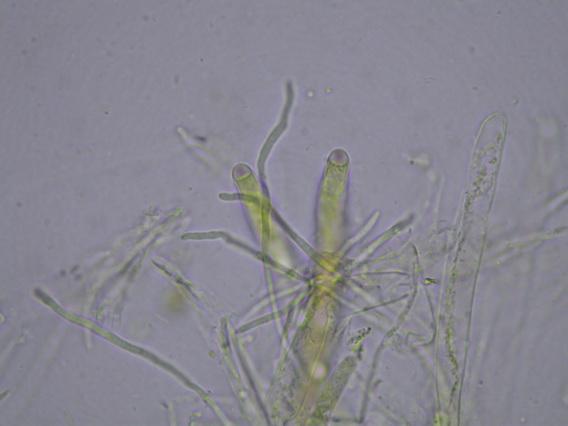 macrostoma