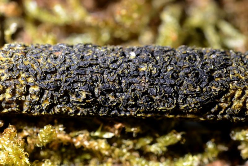 macrostoma