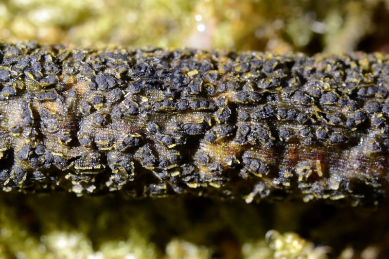 macrostoma