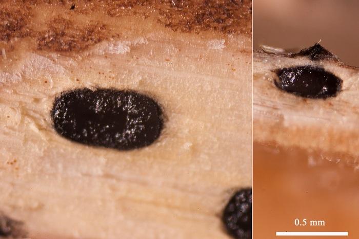 macrostoma