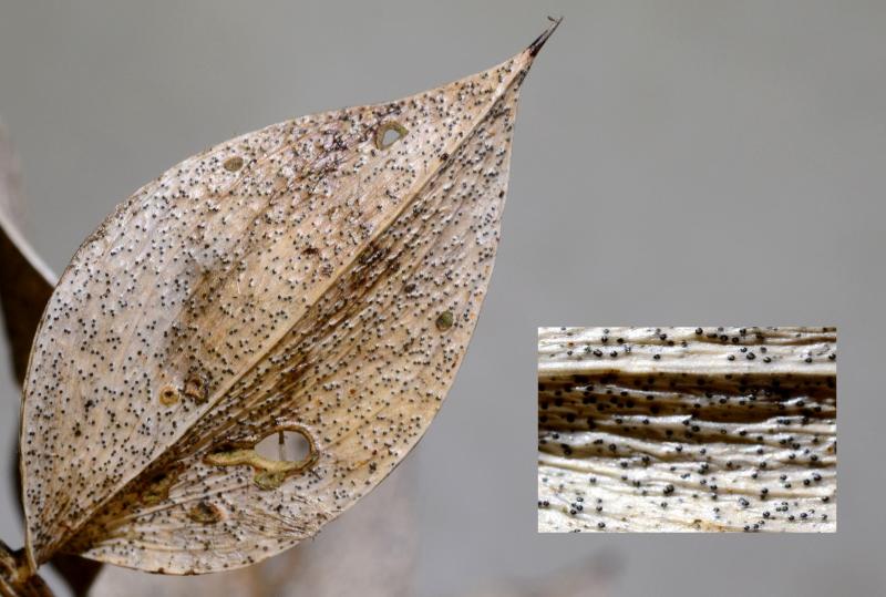 macrostoma
