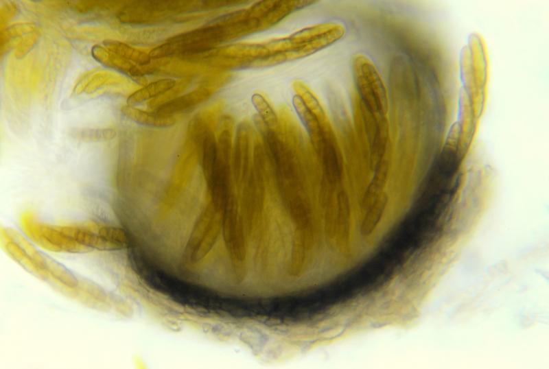 macrostoma