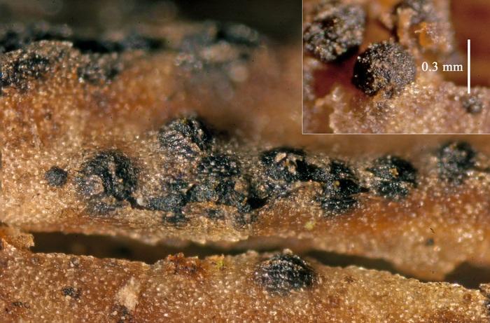 macrostoma