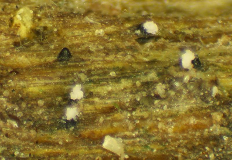 macrostoma