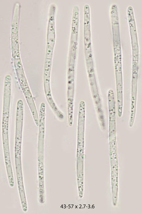 macrostoma