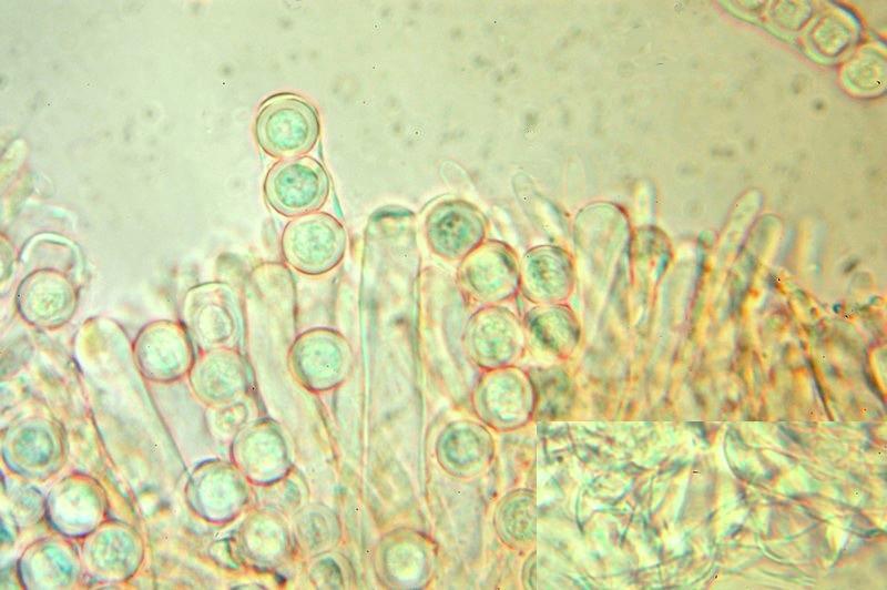 macrostoma